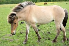 Danish Horses Royalty Free Stock Image