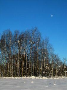 Winter-Birches In Snowed-In Meadow - And The Moon Stock Photos Winter-Birches In Snowed-In Meadow - And The Moon Stock Photos