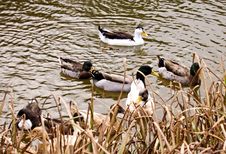 Flock Of Ducks Stock Photo