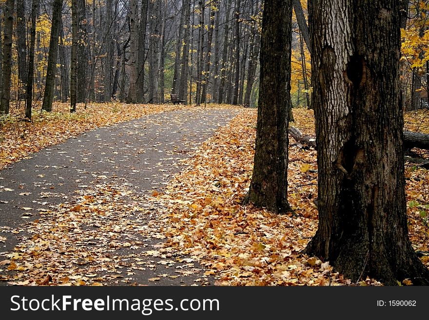 Walk way through woods during end of autumn