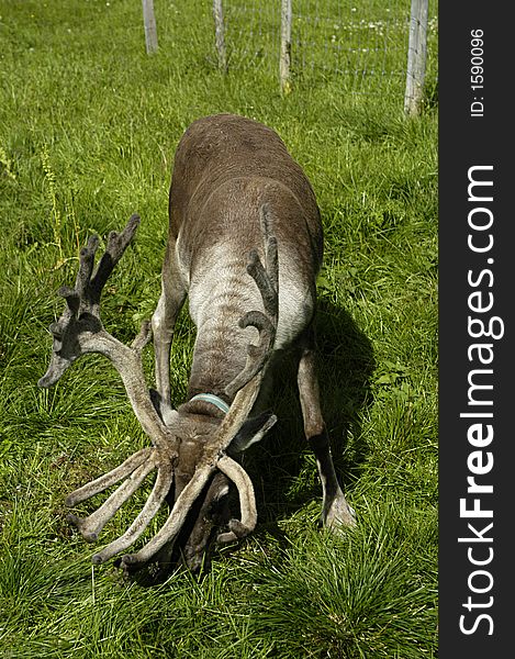 Elk at the grassland in Norway.