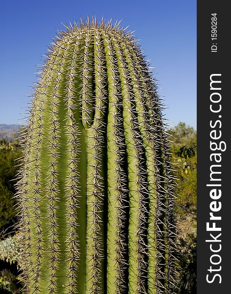 Saguaro Cactus against a blue sky in Tucson, Arizona