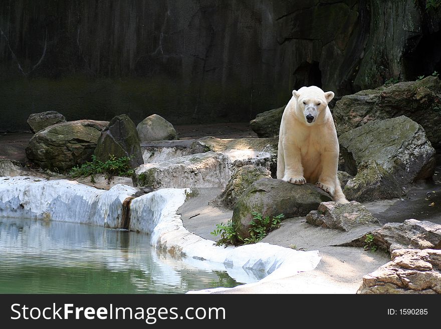 Active Polar Bear