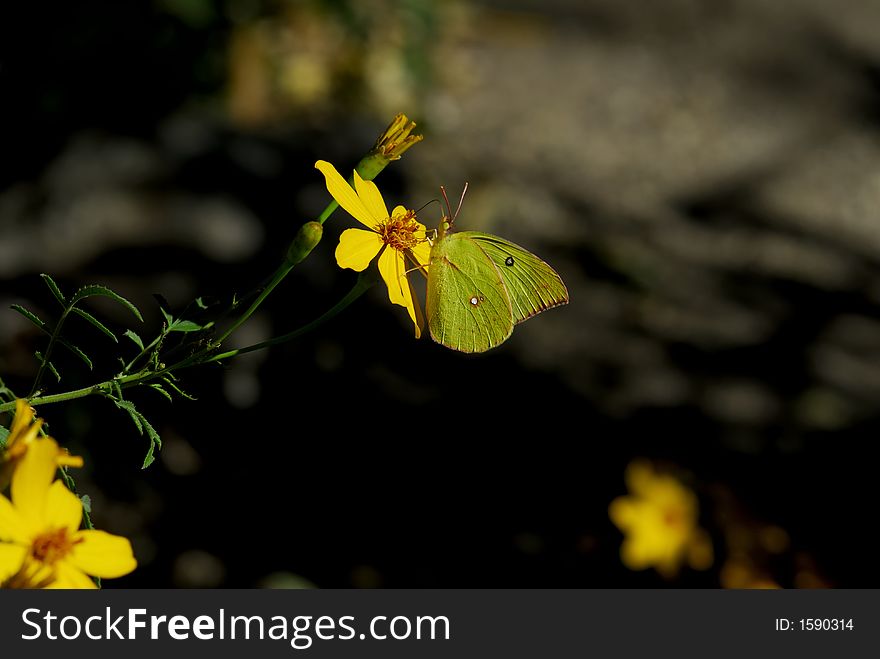 Sulphur, Cloudless (Phoebis sennae) butterfly on yellow flower. Sulphur, Cloudless (Phoebis sennae) butterfly on yellow flower