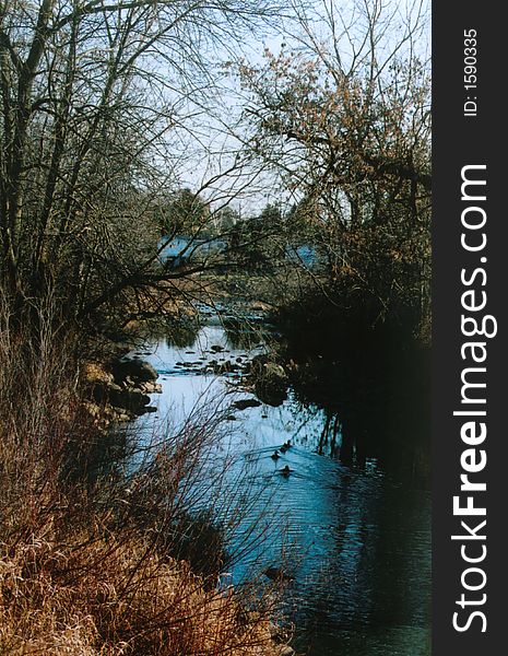 Barren trees, duck family and stream in fall. Barren trees, duck family and stream in fall