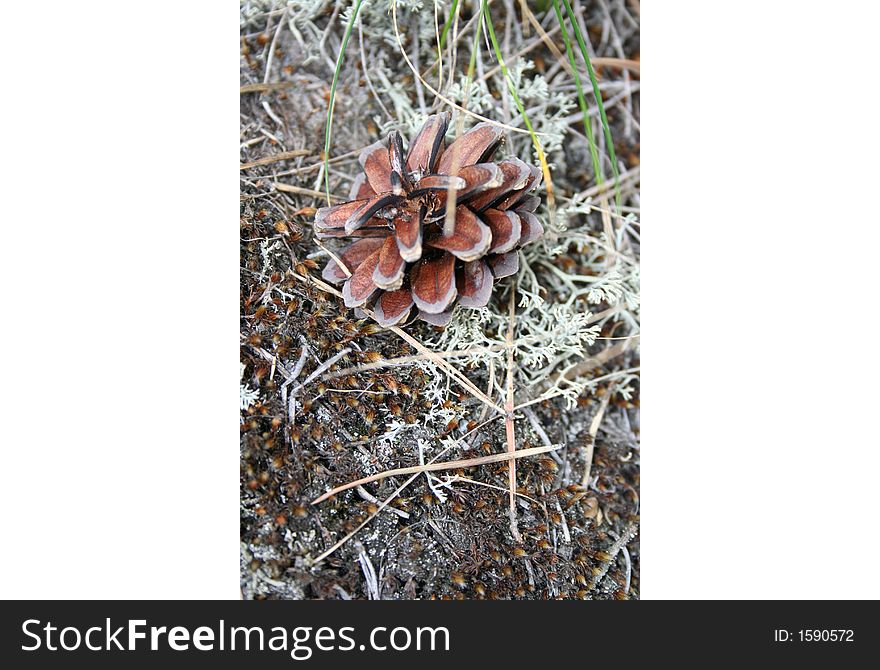 Fir Cone