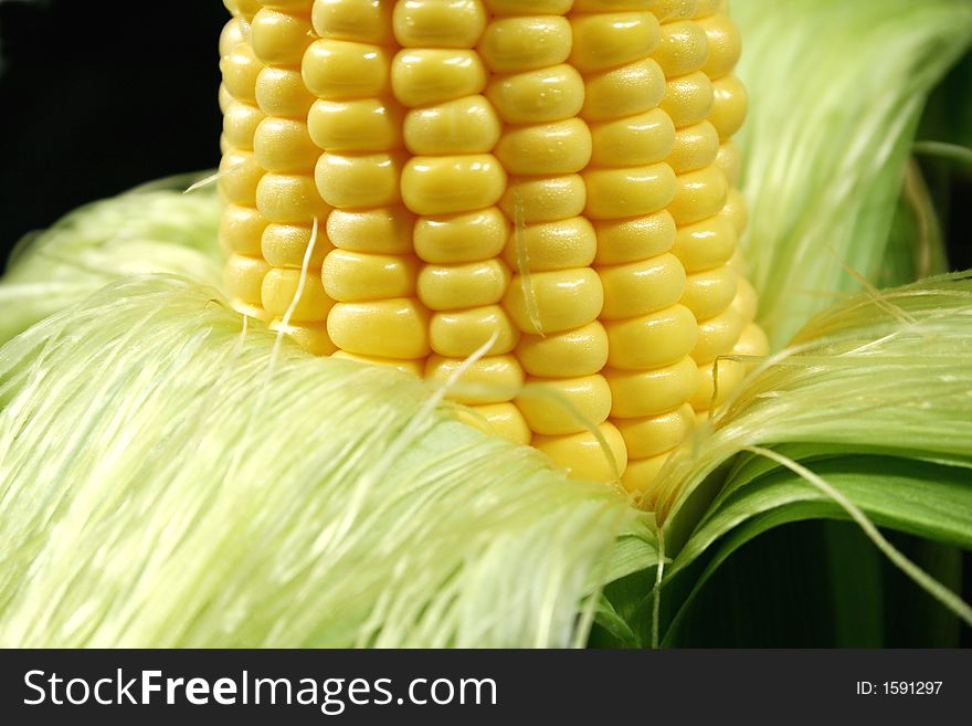 Tight shot of kernels on a freshly picked ear of corn. Tight shot of kernels on a freshly picked ear of corn.