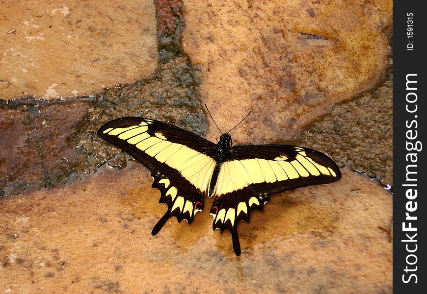 A yellow butterfly of Brazil.