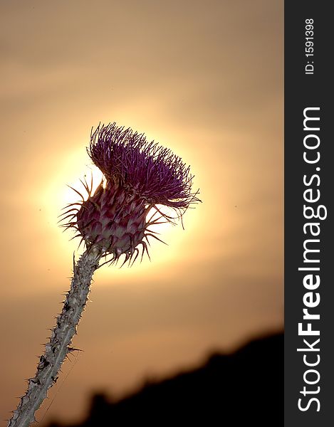 A wild thistle flower caught in the light of the sunset with ants on it. A wild thistle flower caught in the light of the sunset with ants on it