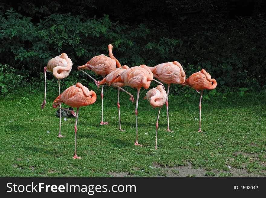 Flamingos At The Berlin Zoo