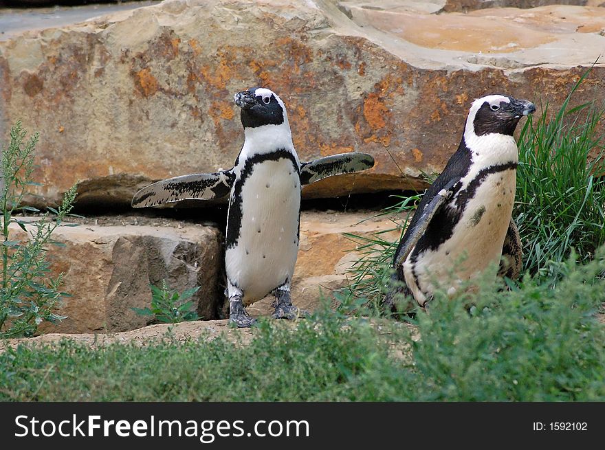 Penguins At The Berlin Zoo