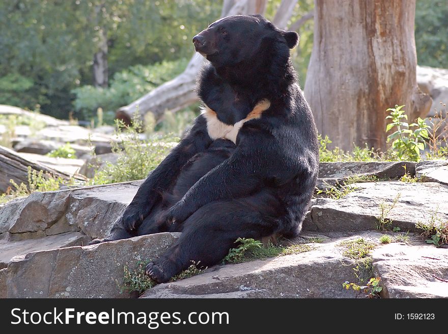 Malaysian Bear At The Berlin Zoo