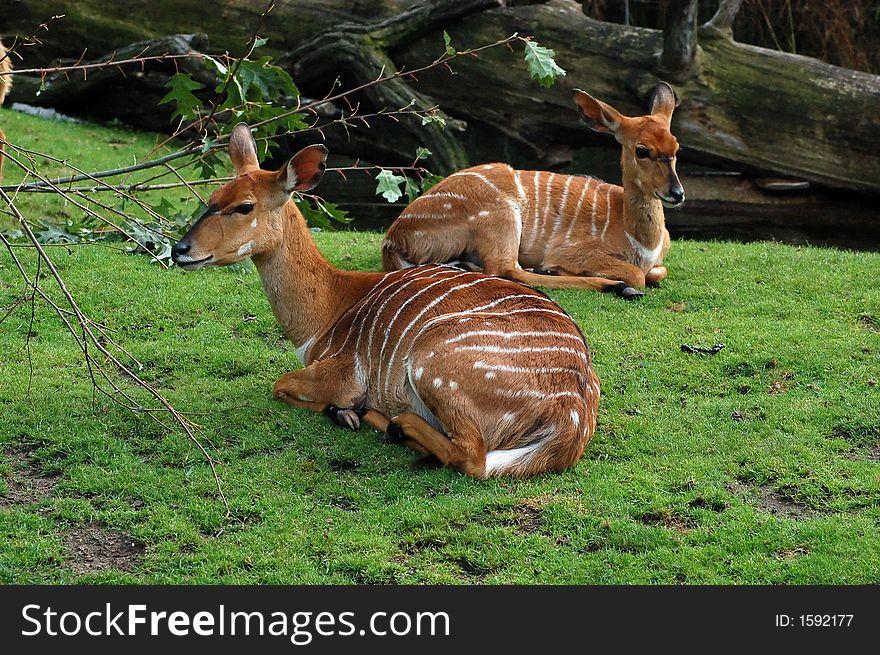 Two Fawns At The Berlin Zoo