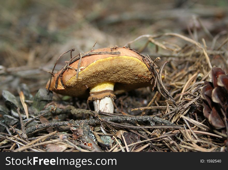 Mushroom in the fir needles