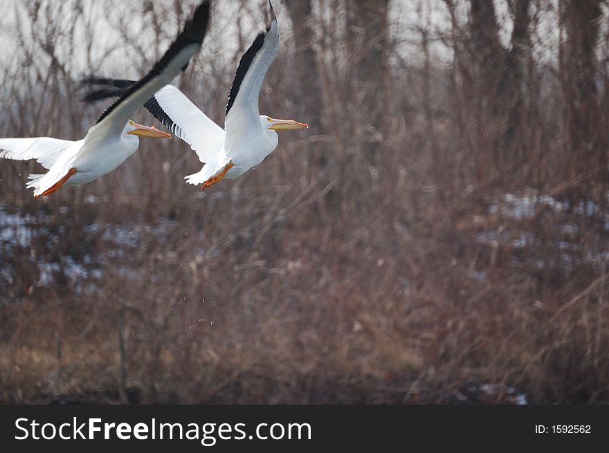 I found these pelicans alongside the Mississippi river near Alton while I looked for bald eagles.