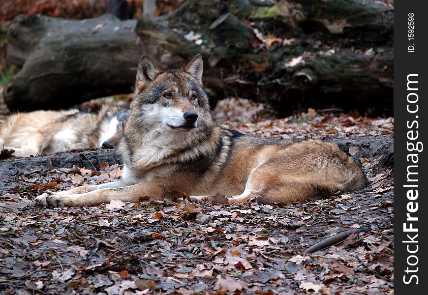 European Wolf - Canis Lupus Lupus