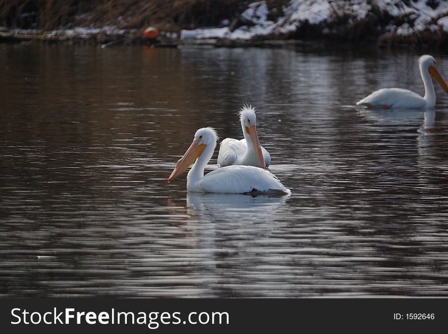 I found these pelicans alongside the Mississippi river near Alton while I looked for bald eagles. I found these pelicans alongside the Mississippi river near Alton while I looked for bald eagles.