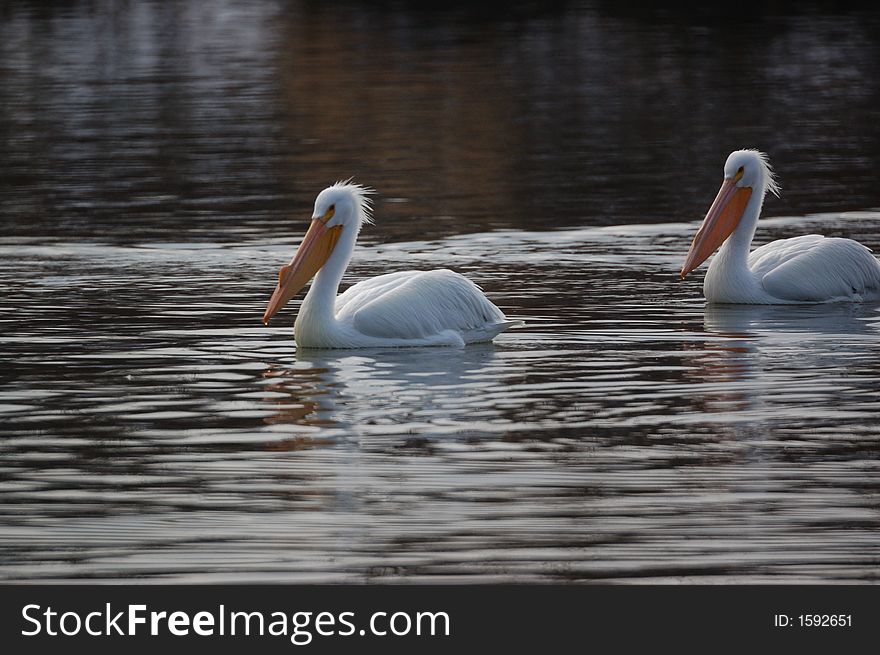I found these pelicans alongside the Mississippi river near Alton while I looked for bald eagles. I found these pelicans alongside the Mississippi river near Alton while I looked for bald eagles.