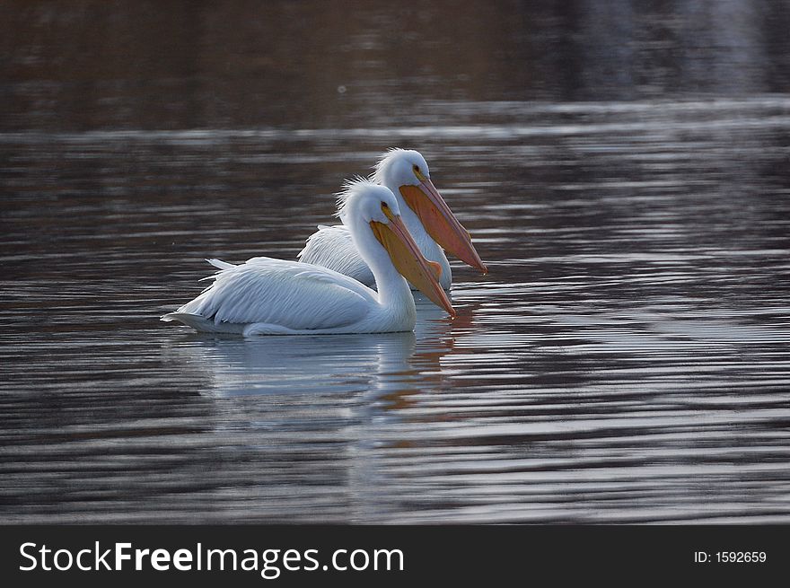 I found these pelicans alongside the Mississippi river near Alton while I looked for bald eagles. I found these pelicans alongside the Mississippi river near Alton while I looked for bald eagles.