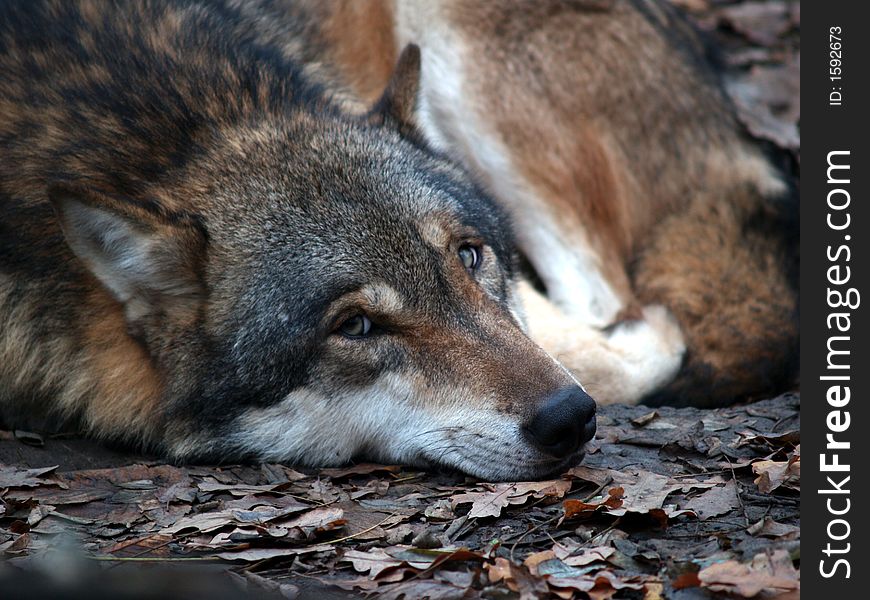 Grey wolf head (Canis Lupus). Grey wolf head (Canis Lupus)