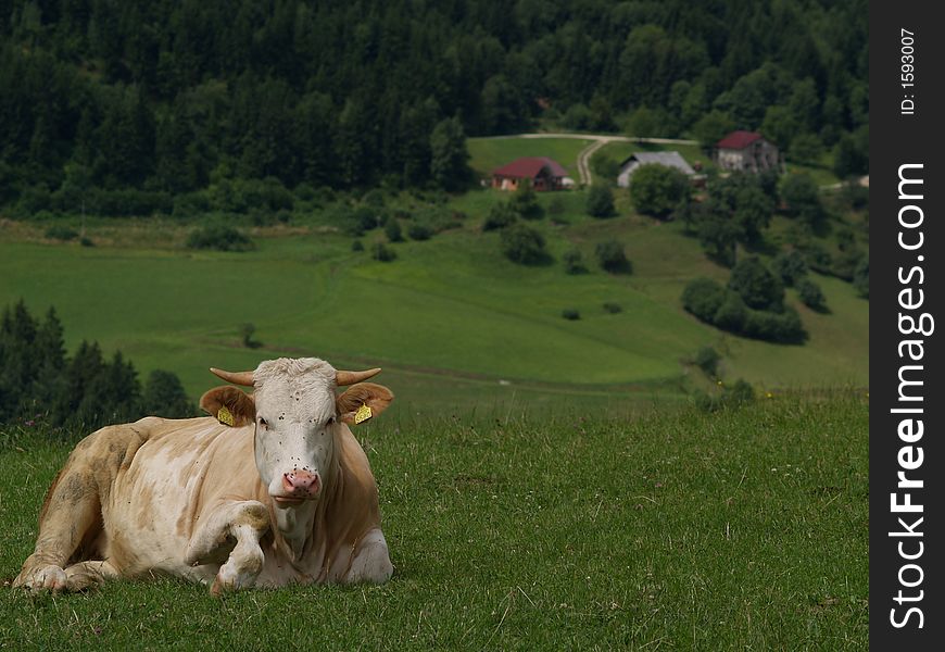 Lonely cow resting in front of a valley view. Lonely cow resting in front of a valley view