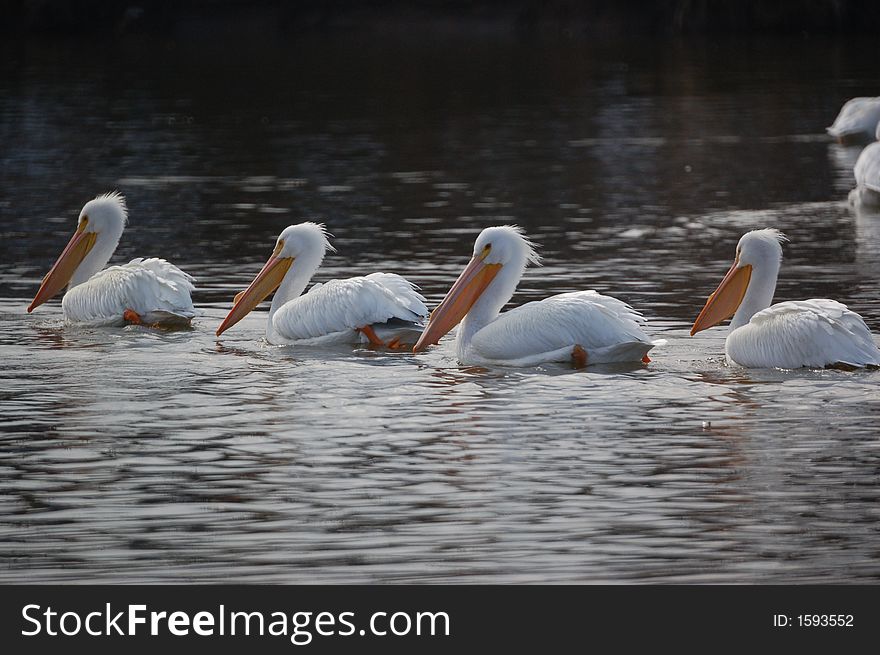 I found these pelicans alongside the Mississippi river near Alton while I looked for bald eagles. I found these pelicans alongside the Mississippi river near Alton while I looked for bald eagles.