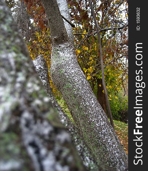 An oak tree with the first signs of snow. An oak tree with the first signs of snow