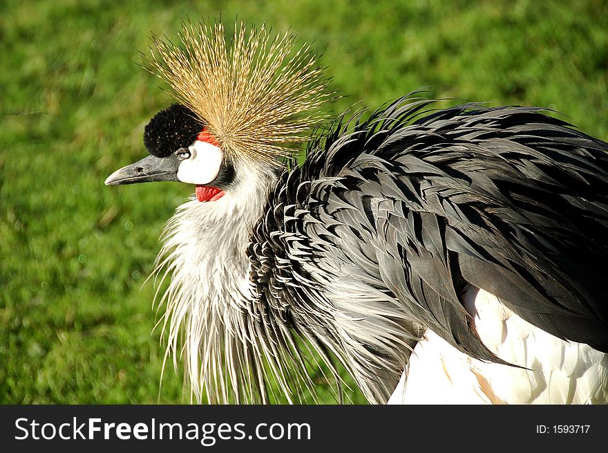 African Crowned Crane