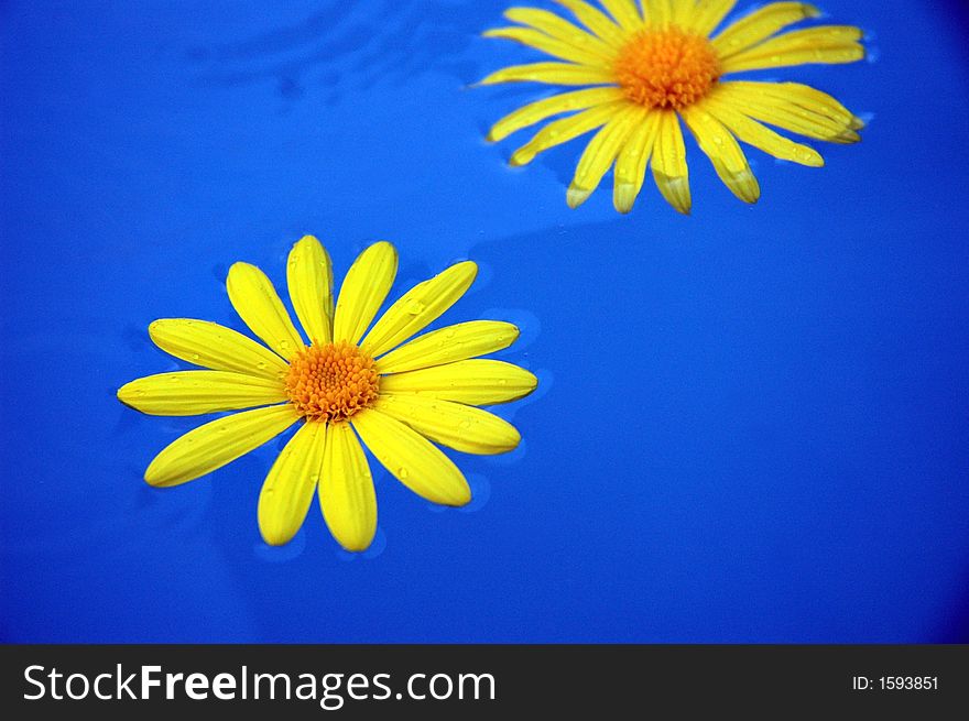 Two yellow dandelions float in blue water with a ripple effect. Two yellow dandelions float in blue water with a ripple effect.
