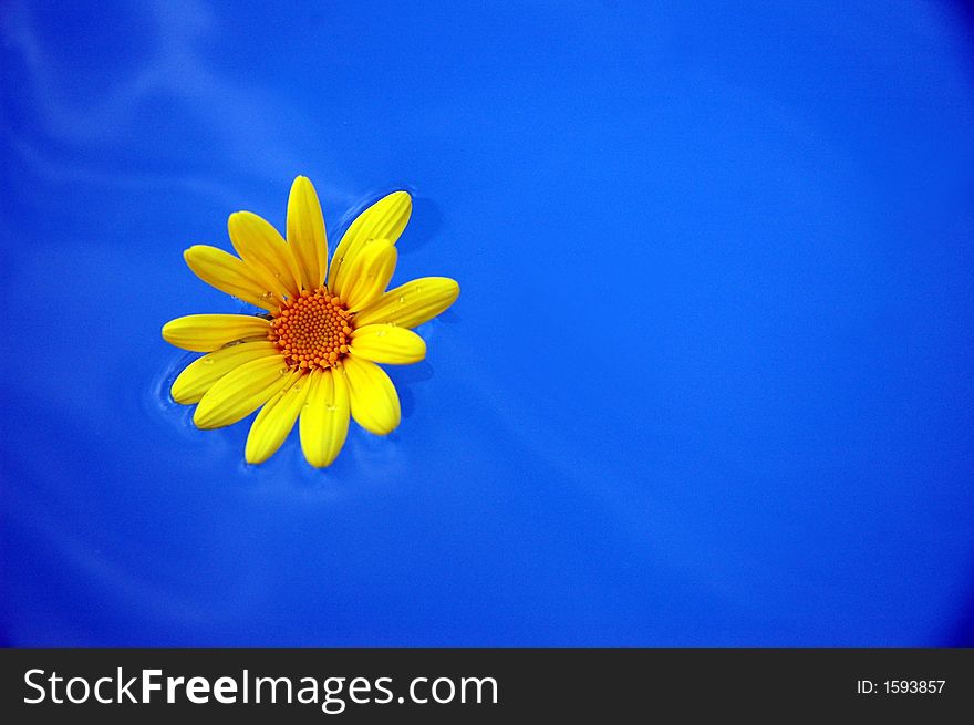 A yellow dandelion floats in blue water with a ripple effect. A yellow dandelion floats in blue water with a ripple effect.