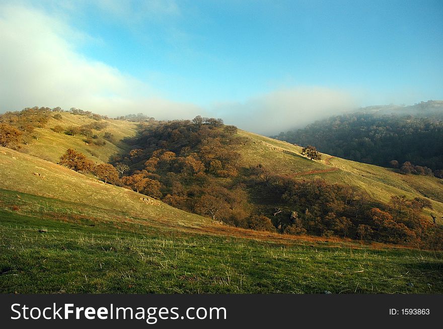 The fog rolls over green hills that are covered in Buckey trees. The fog rolls over green hills that are covered in Buckey trees