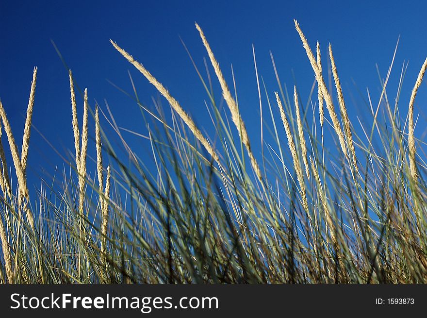 Marram Grass or the latin name Ammophila arenaria covers coastal sand dunes.