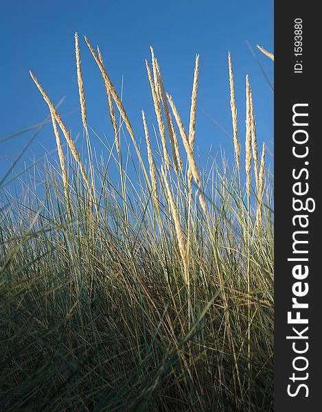 Marram Grass or the latin name Ammophila arenaria covers coastal sand dunes. Marram Grass or the latin name Ammophila arenaria covers coastal sand dunes.