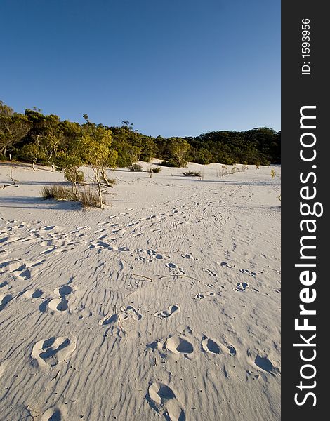 Foot prints in the sand at lake mckenzie australia. Foot prints in the sand at lake mckenzie australia