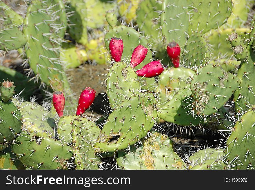 A cactus in full bloom. A cactus in full bloom.