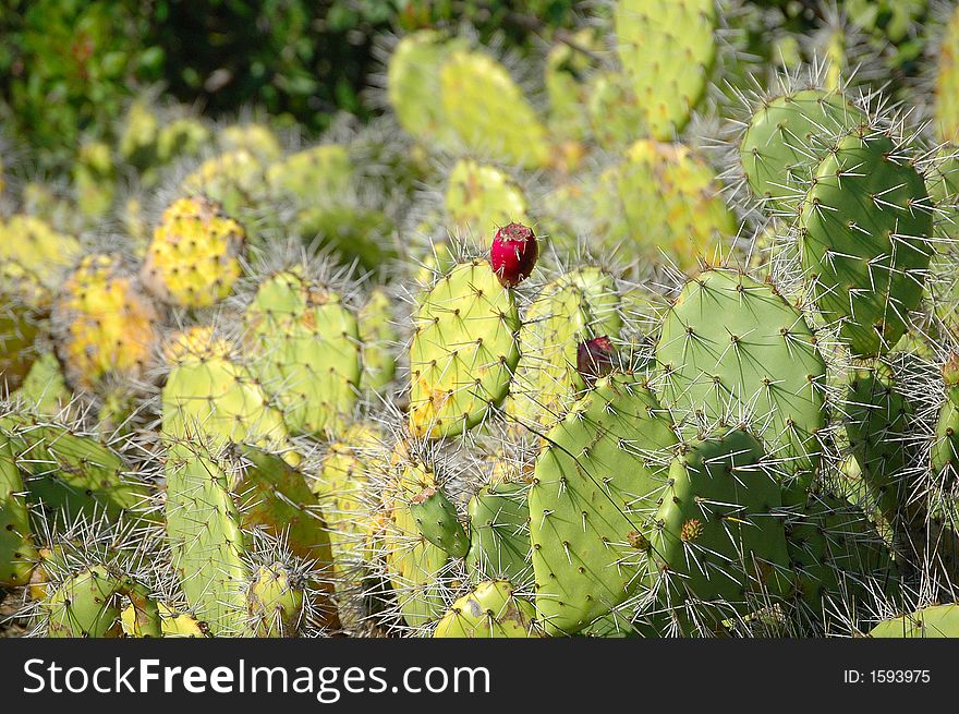 A cactus in full bloom. A cactus in full bloom.