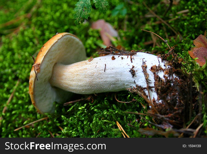 Beautiful Nature scene, mushroom on the moss