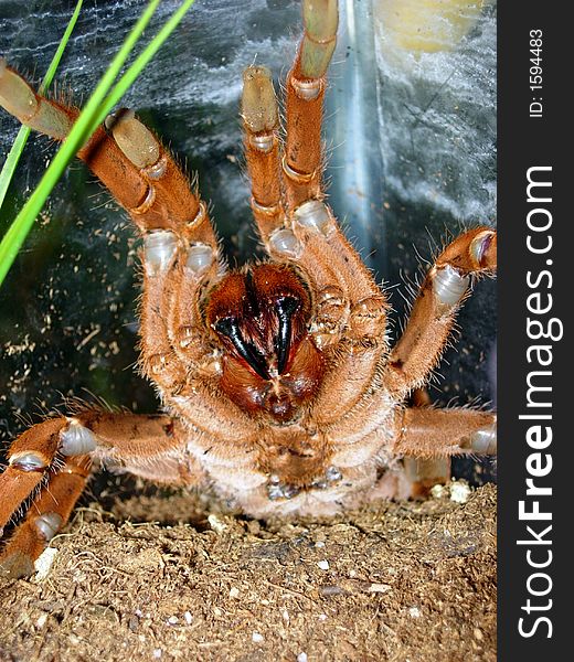 King Baboon Tarantula