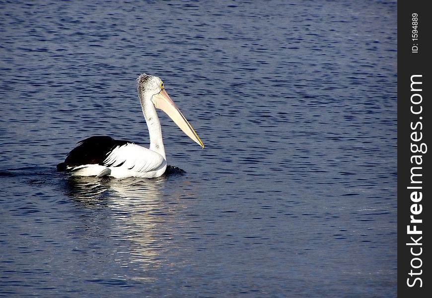 A lone pelican swimming in calm water