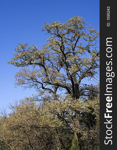 Tree with blue sky in the background.