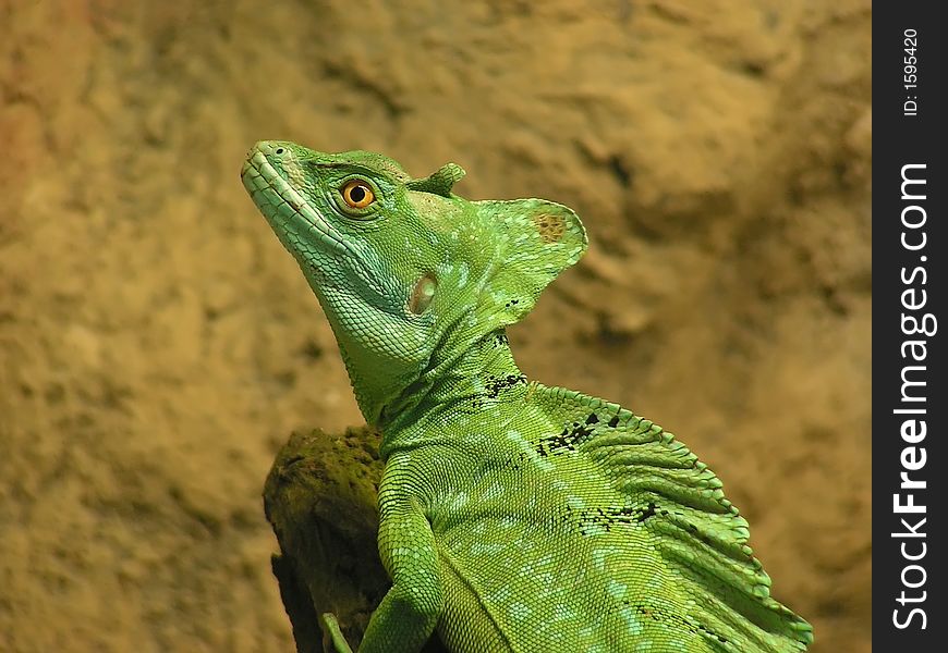 Portrait of reptile - green basilisk