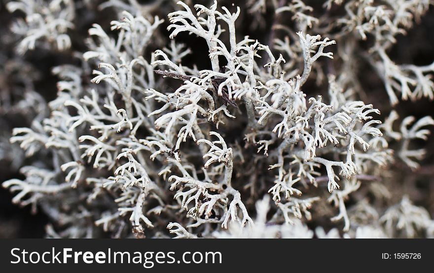 White moss close-up for background