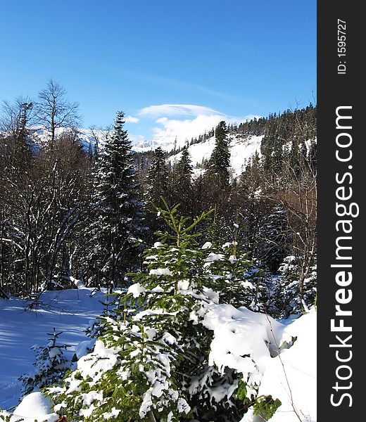 Winter forest in Caucasus mountains,Russia