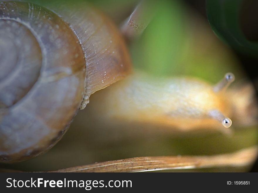 Macro of snail,details like eyes visible