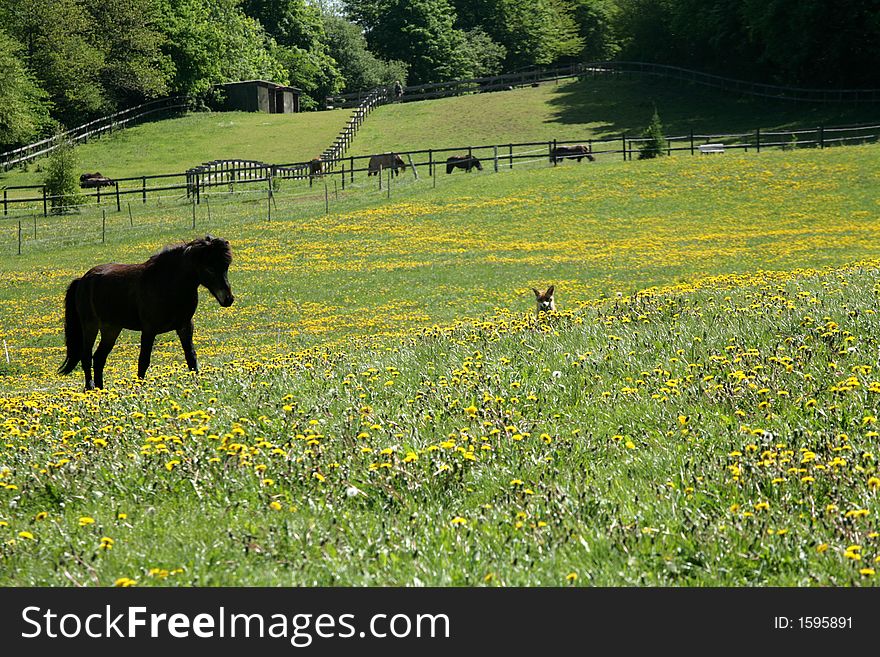 Danish horses on a field in the spring