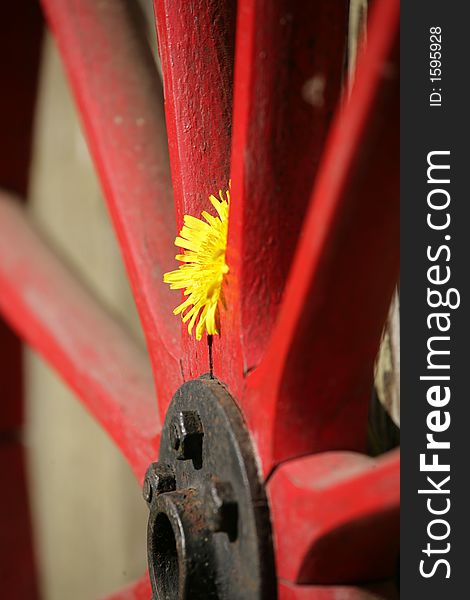 An old red wheel and a flower