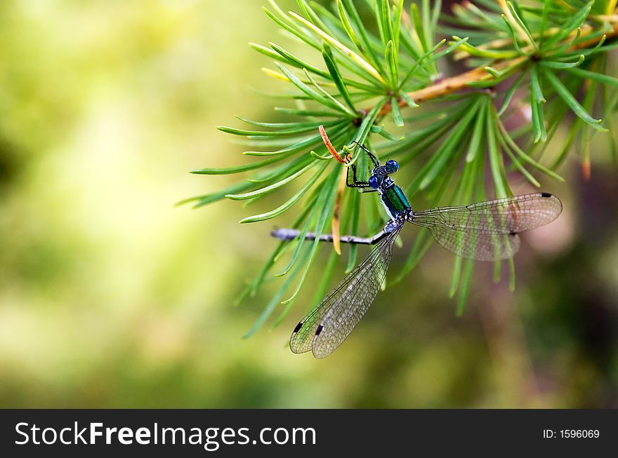 Dragonfly on the needles of larch