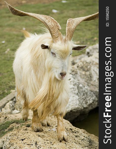 A goat with big horns looking into the camera. A goat with big horns looking into the camera