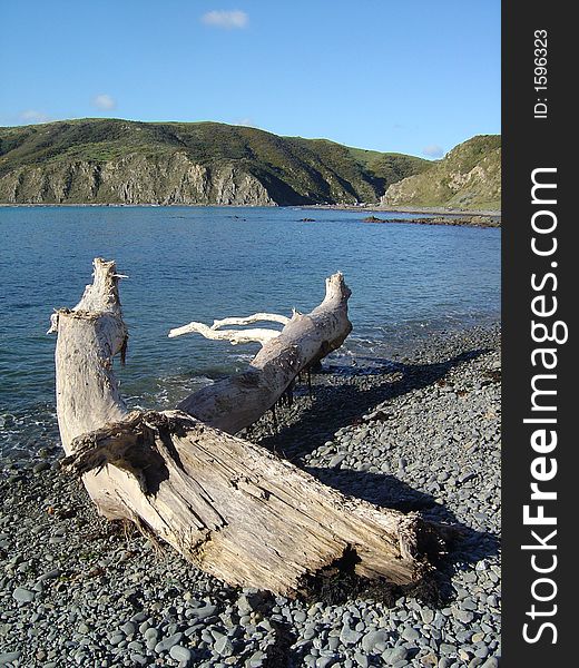 Driftwood on Makara Beach, Wellington, New Zealand