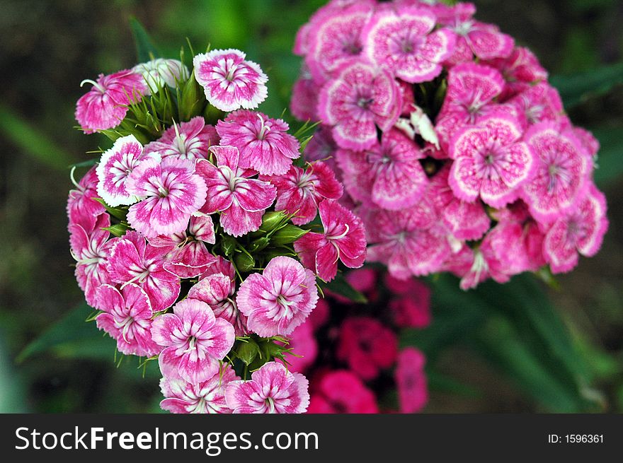 Cultivated flowers in the garden